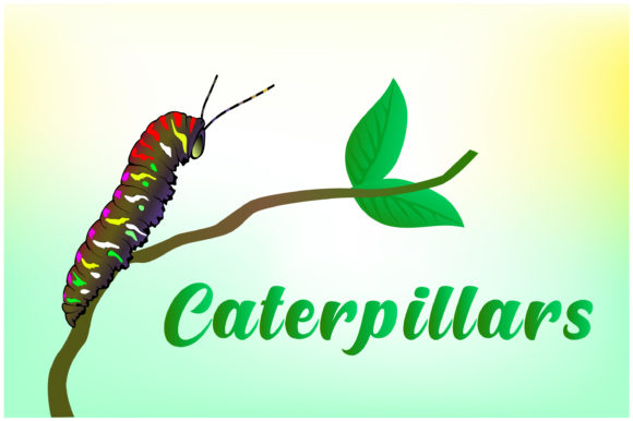 Download Caterpillars Hand Drawn Illustrations - Illustration Collection